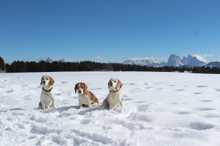 Ferien in Sdtirol  -  2015