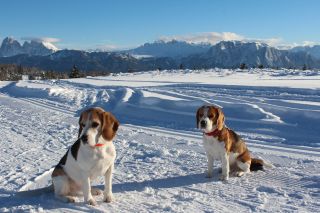 Ferien in Sdtirol  -  2014