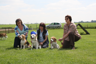 Verleihung des Beagle-Oscars des BCD`s an die Siegerhunde der LG Mittelrhein