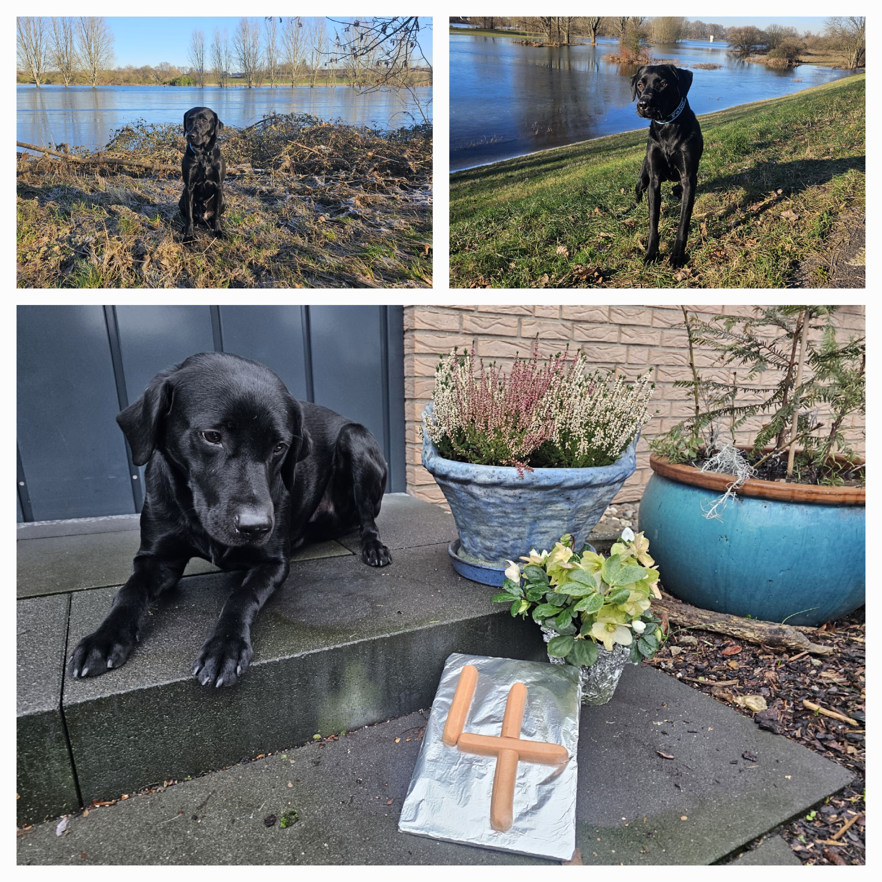 Falco 4. Geburtstag