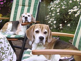 Hauptsache die Beagles liegen gut